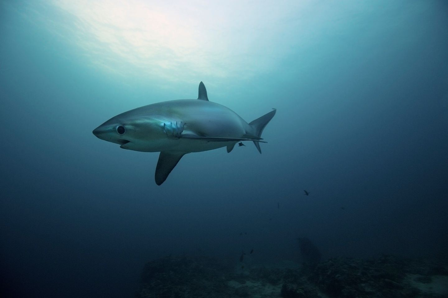 Thresher Shark Expedition MIXED GROUP