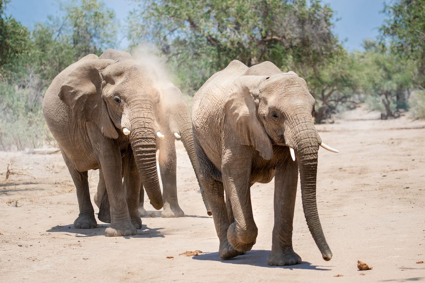 Desert Elephants of Namibia in Namibia