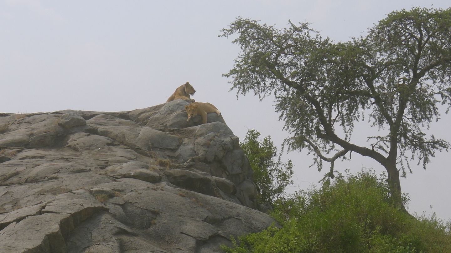 8 Days Safaris to Serengeti National park and Ngorongoro Crater