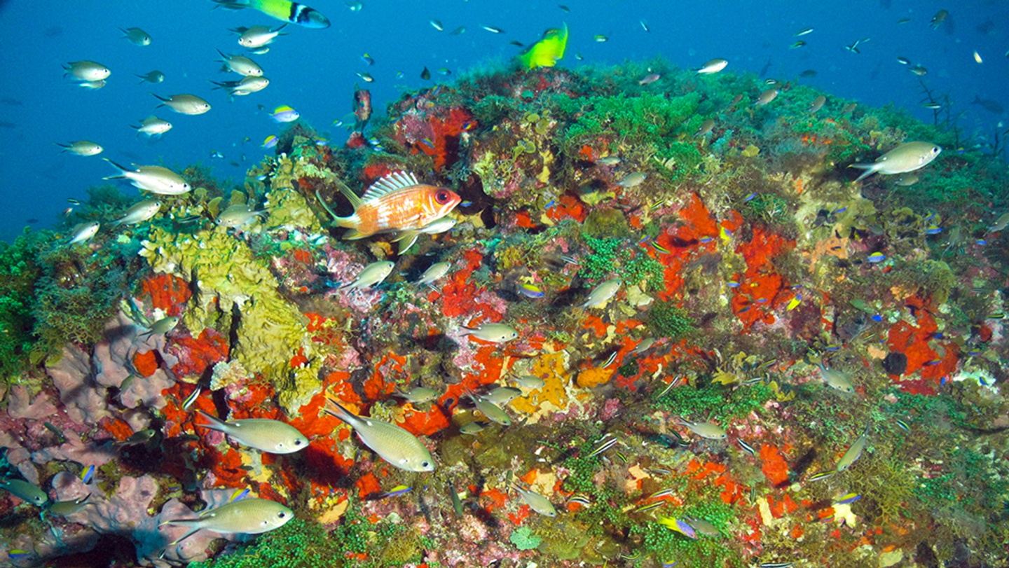 Dive Flower Garden Banks in June