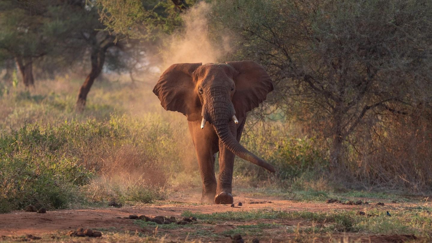 Into the Wild: Astrology Retreat with Kaypacha in Tanzania