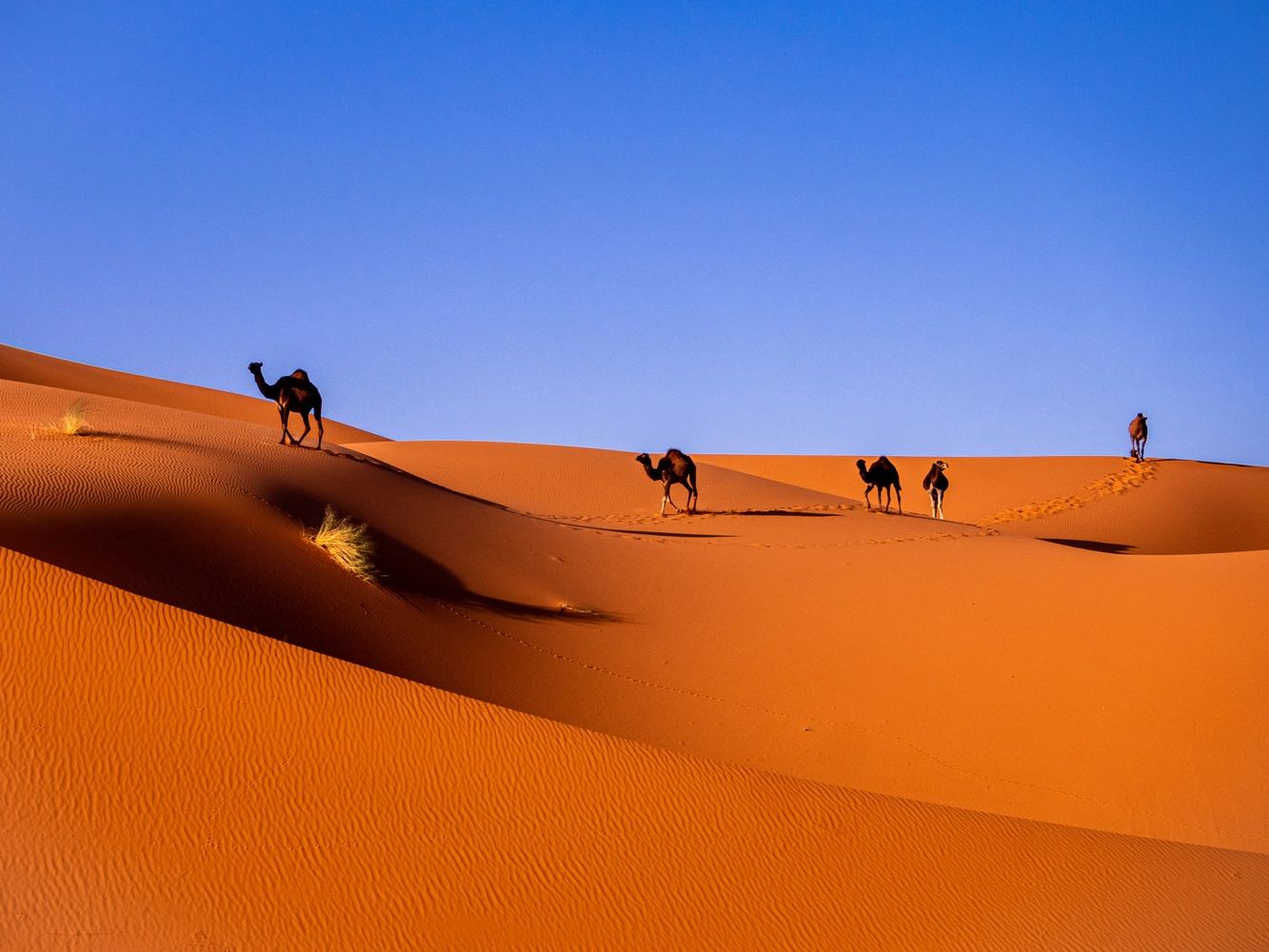TNN's 10 Days of Moroccan Magic