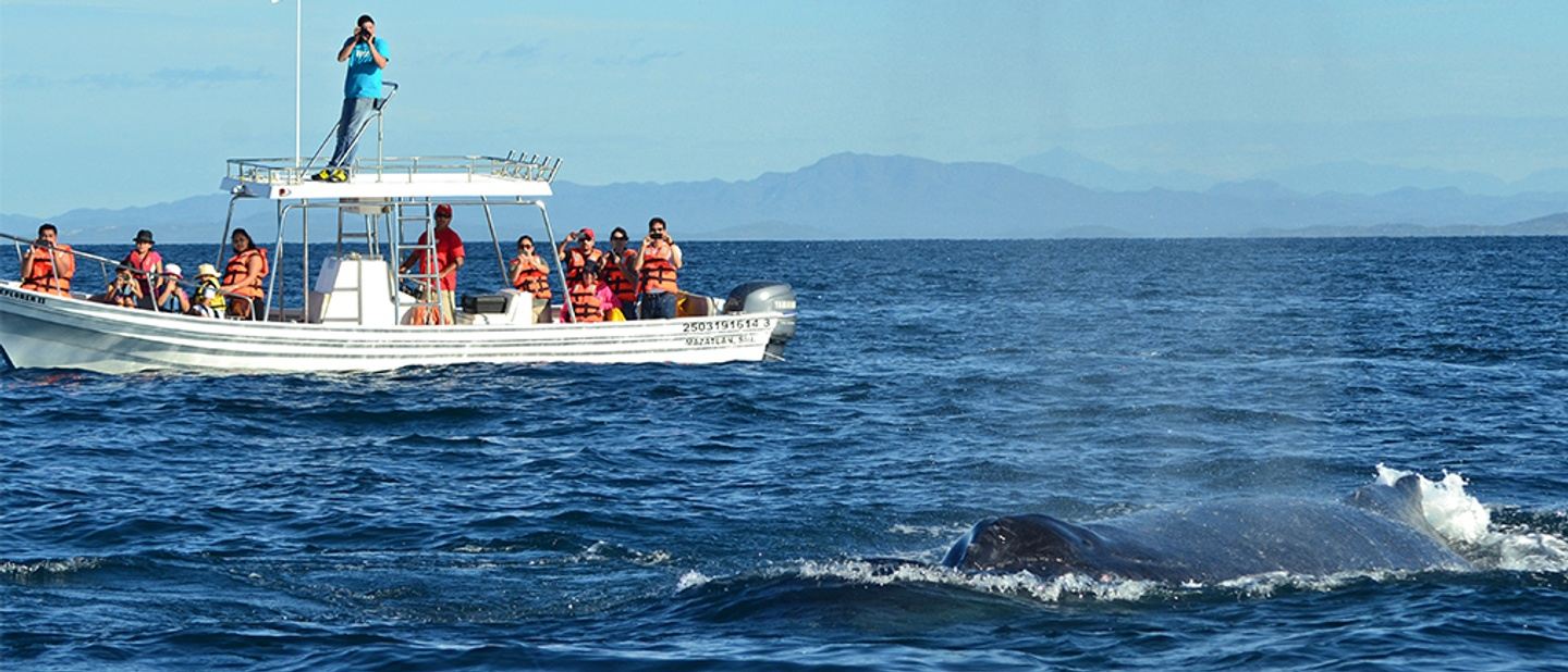 Whale Watching Adventure