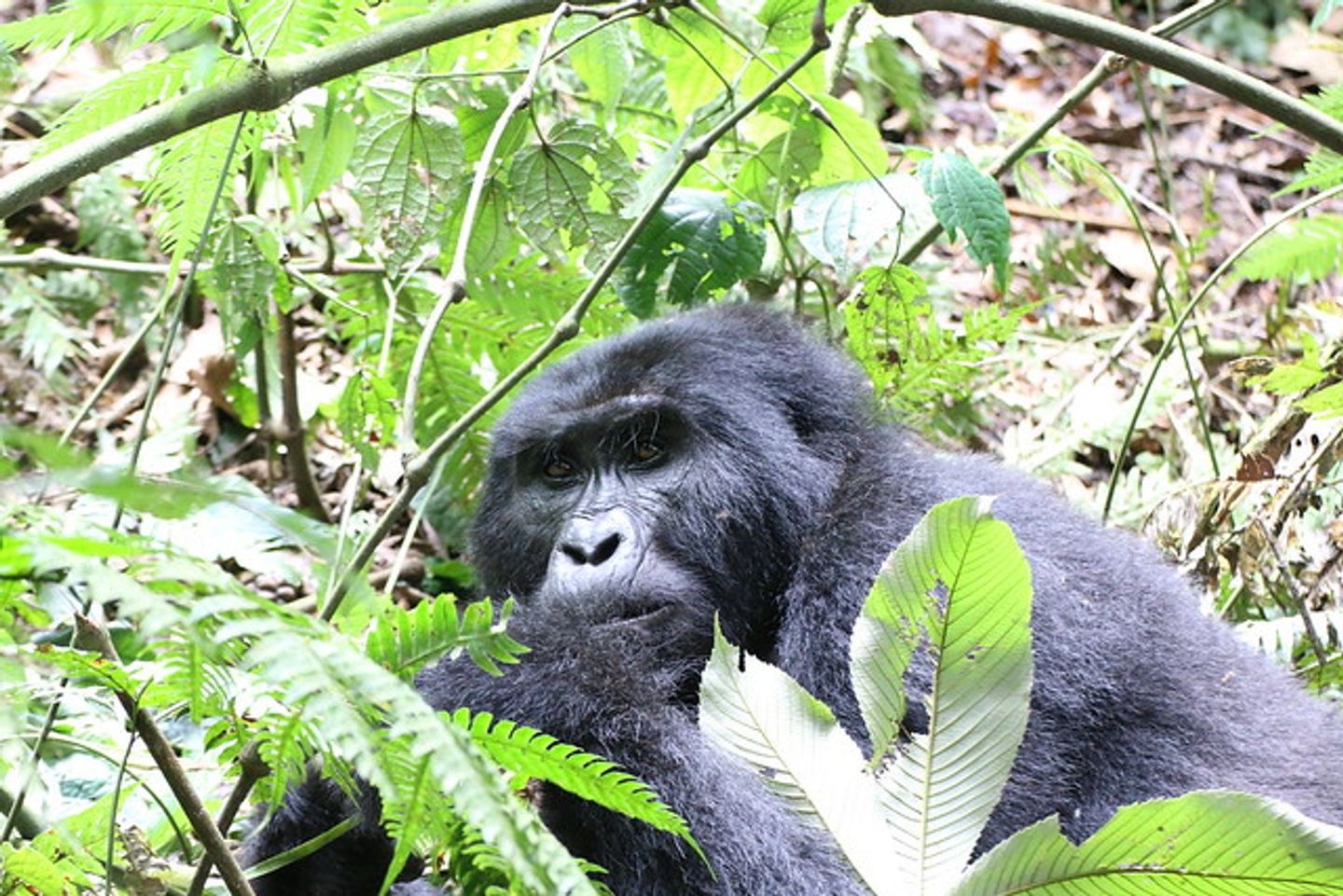 6 Days Gorillas and Chimps of Uganda