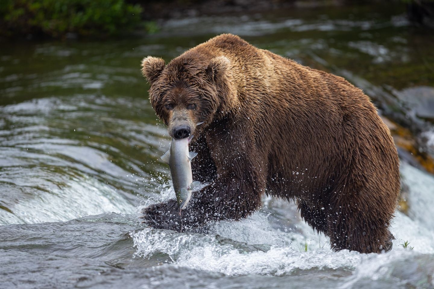 Bears of Katmai National Park 2024