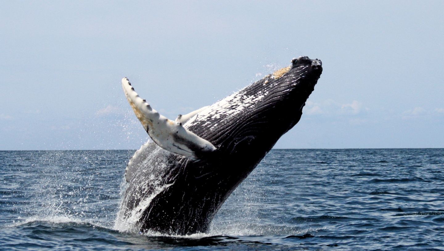 Unicorn Tours: A Whale Watching Cruise From Gloucester