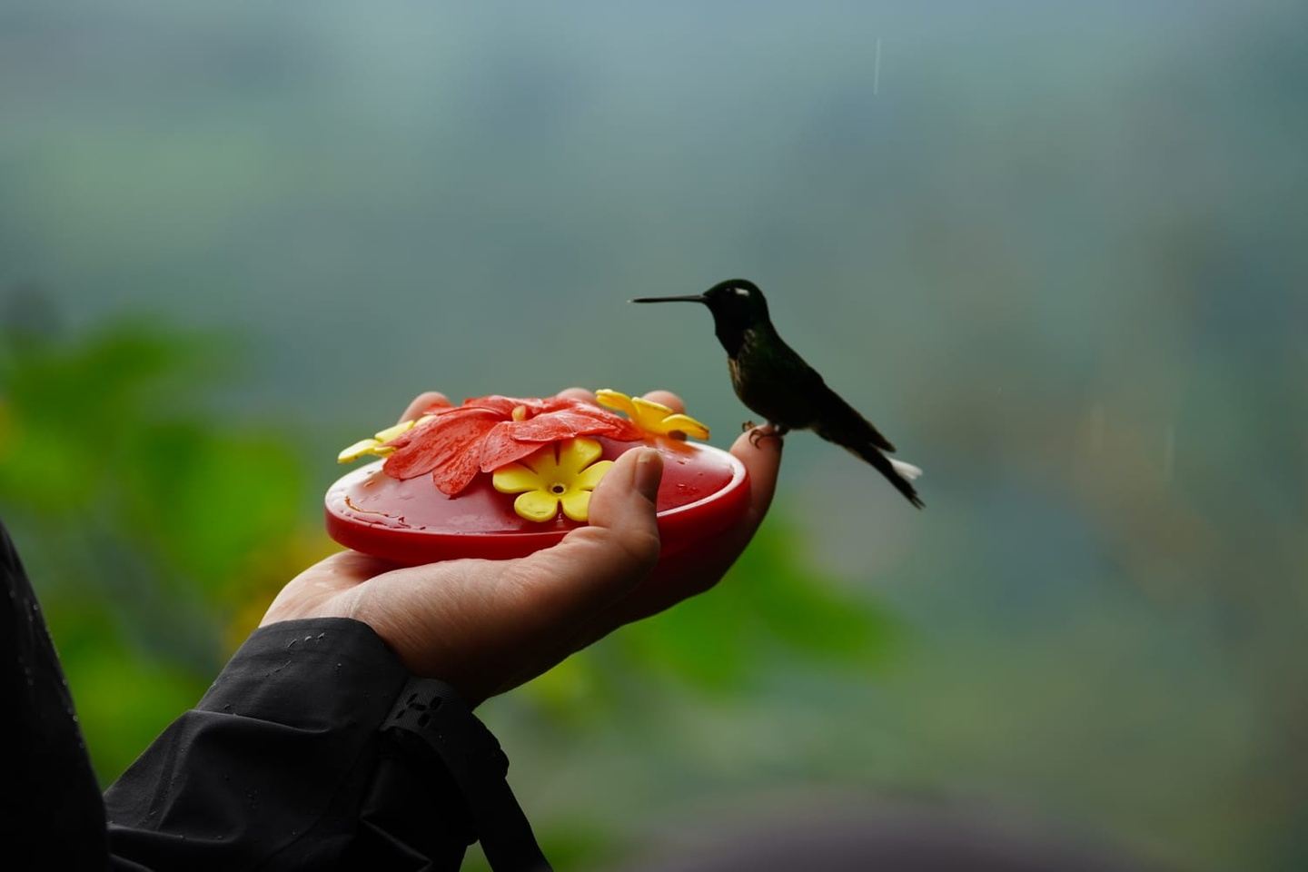Mindo Hummingbirds and orchids