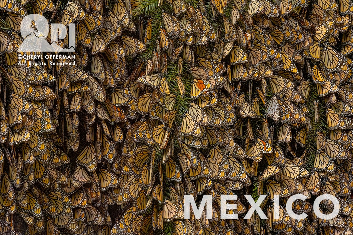 Mexico's Magical Monarchs Photo Workshop with Cheryl Opperman