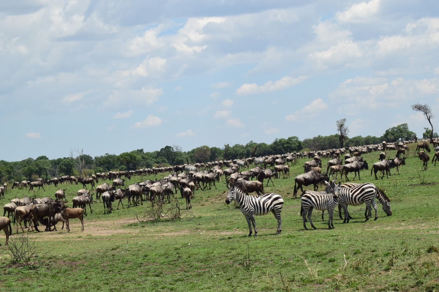 4 Days affordable Tarangire, Serengeti