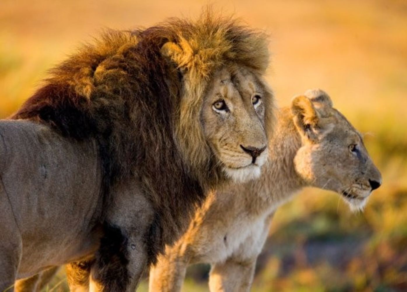 7 DAYS BIG FIVE TANZANIA SAFARI TARANGIRE SERENGETI NGORONGORO In 