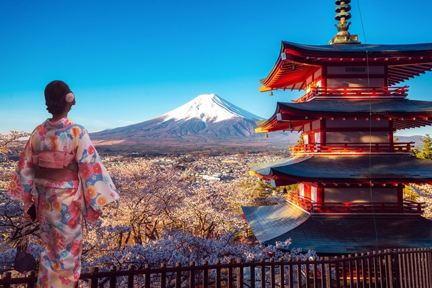 Cherry Trees of Japan