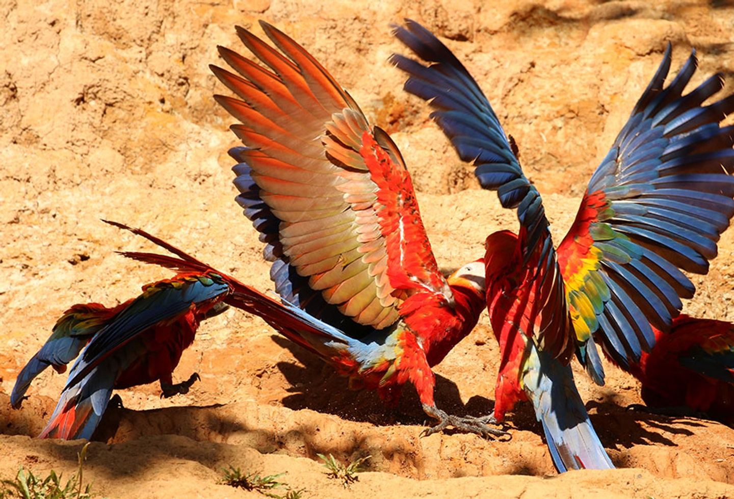 Manu Biosphere Reserve and Blanquillo, Macaw Clay Lick 8D/7N