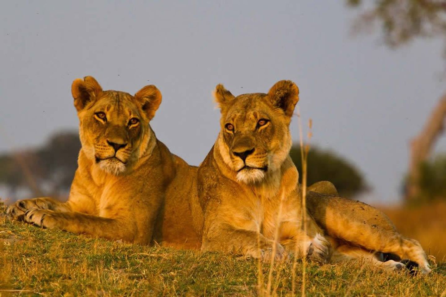 9 DAY TANZANIA WILDLIFE SAFARI