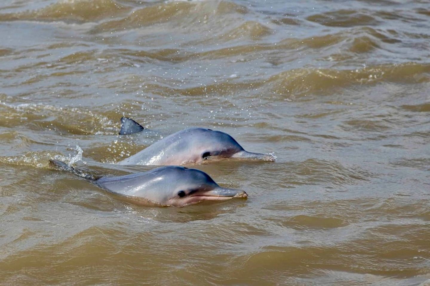 Dolphin spotting tour and river cruising