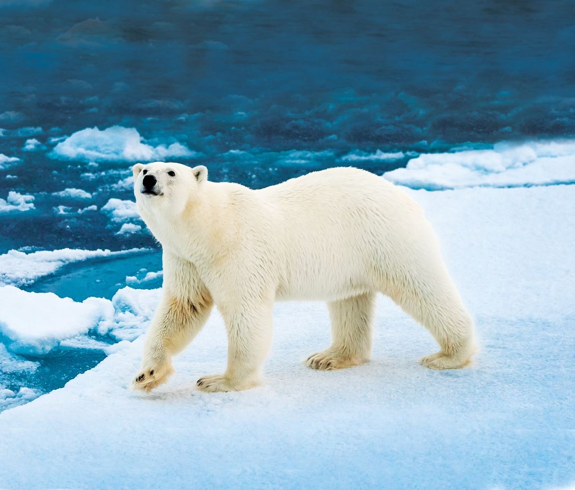 Svalbard: Land of the Ice Bear