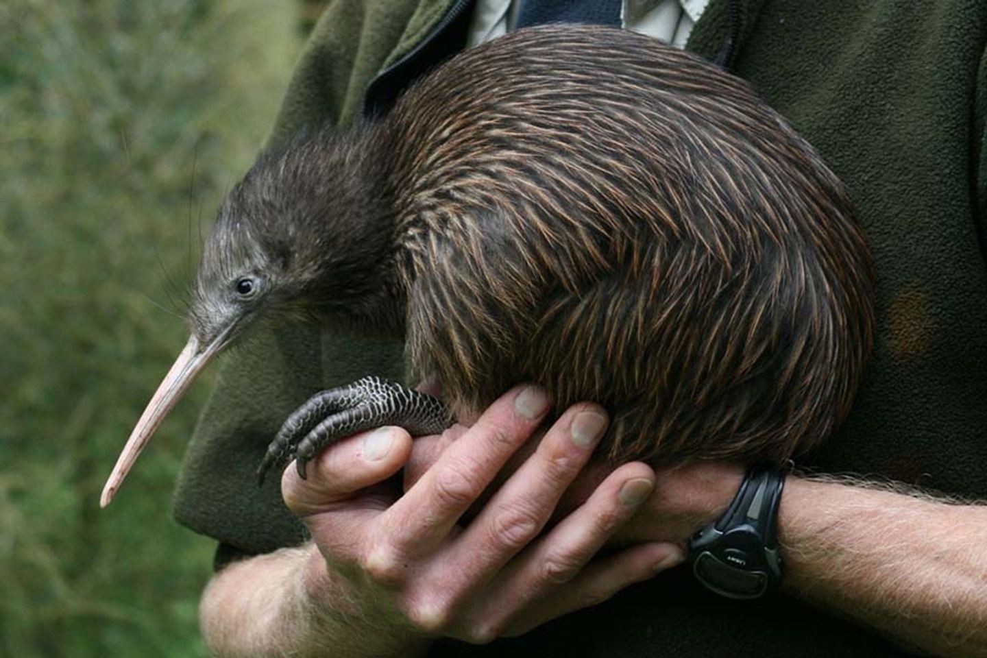 New Zealand Extension March 19 - 25, 2025