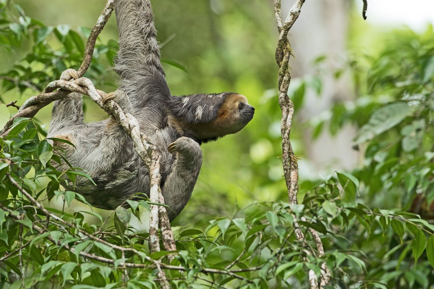 Sloth rescue center & sanctuary in Sloth sanctuary half day tour