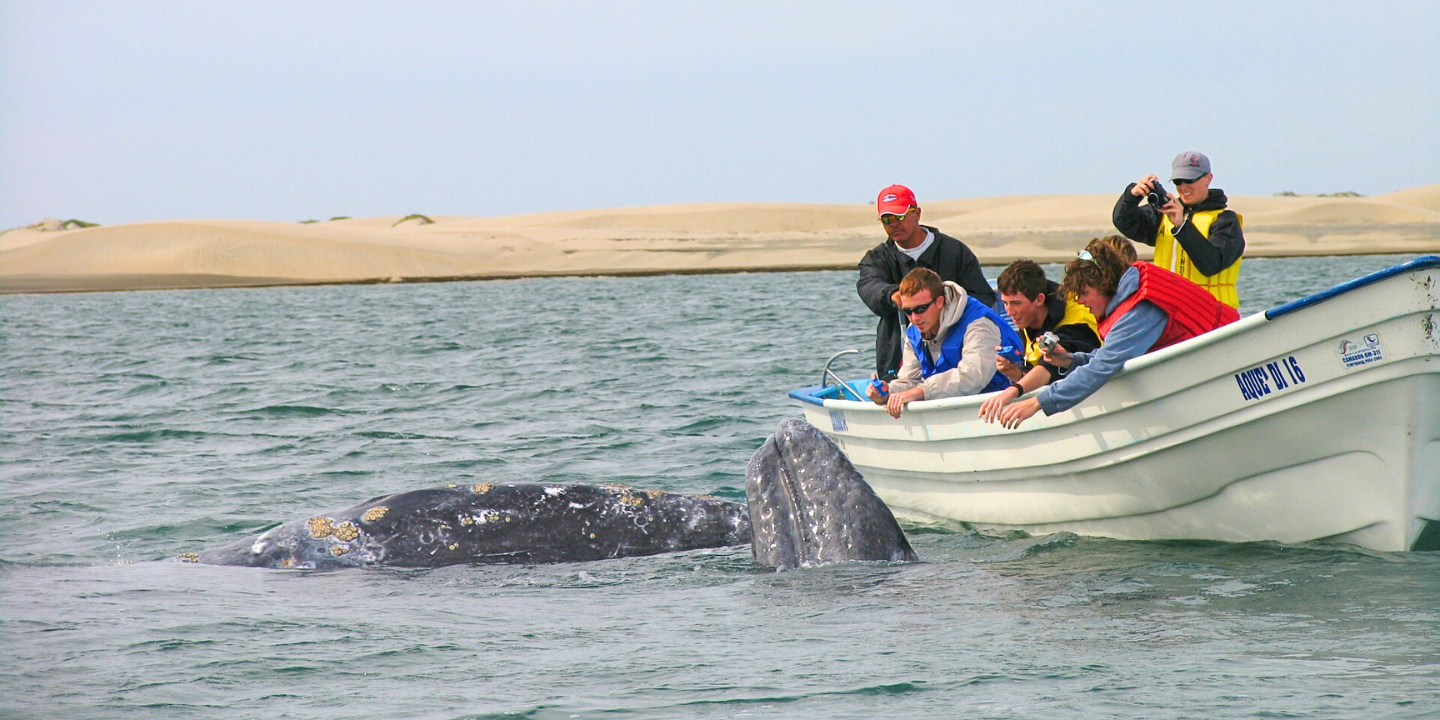 Gray Whales of Magdalena Bay