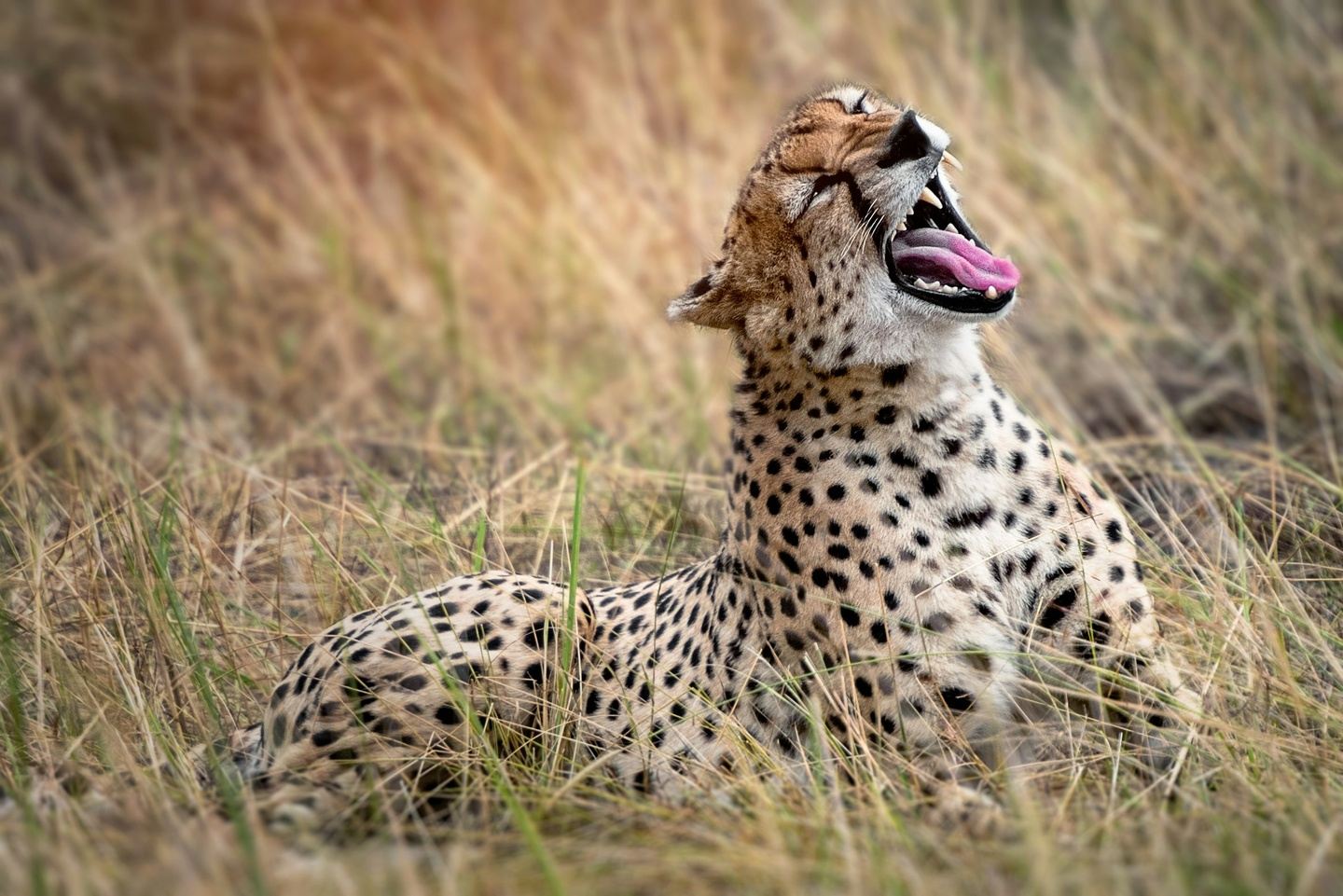 4 Days Tarangire, Serngeti & Ngorongoro Crater