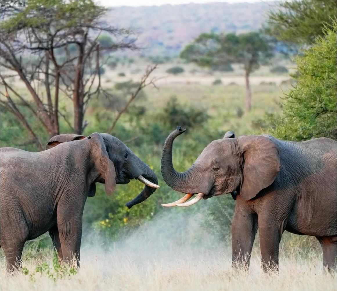 3-Day Tanzania Big Five Safari Serengeti Only