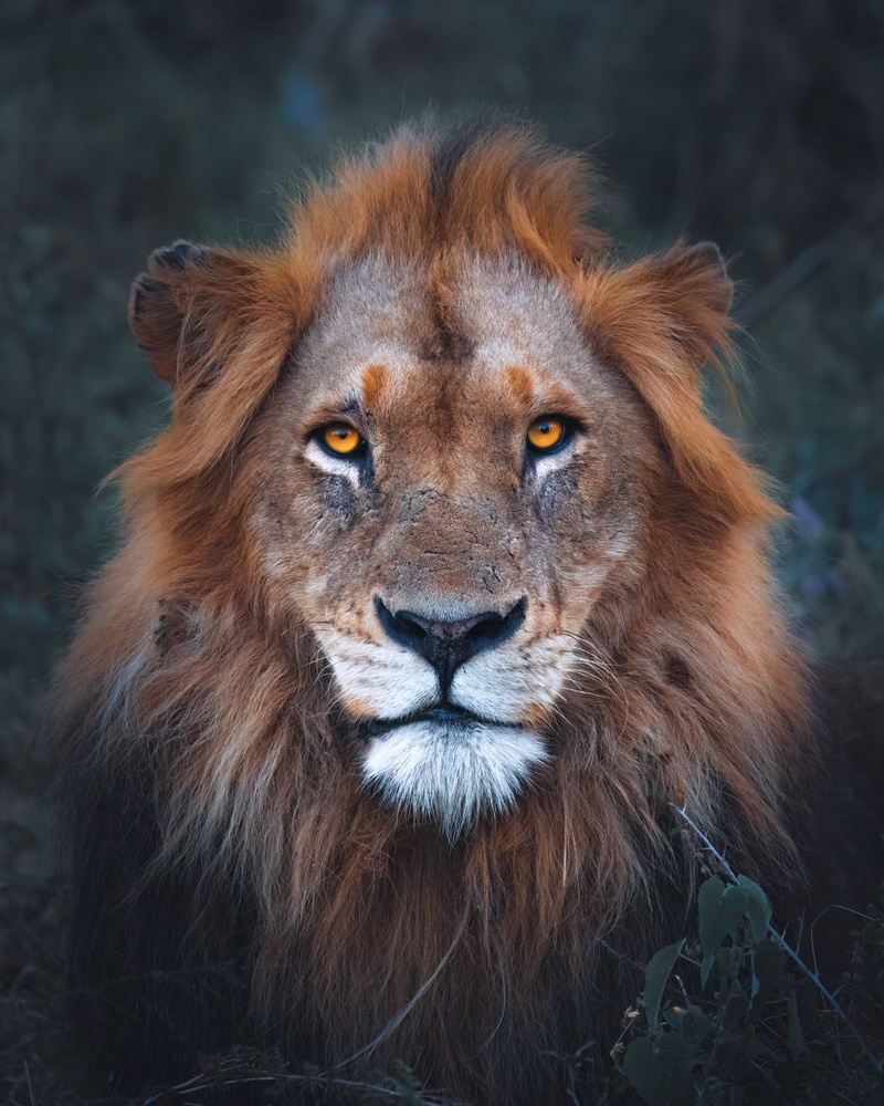 Charlee Wild - SA Photography & Conservation Workshop 2025