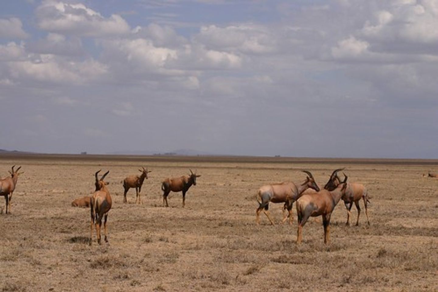 5 Days Popular Tanzania Serengeti migration Safari