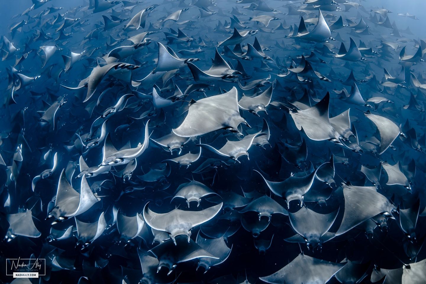 Mobula Ray Aggregation 2023 Trip 5