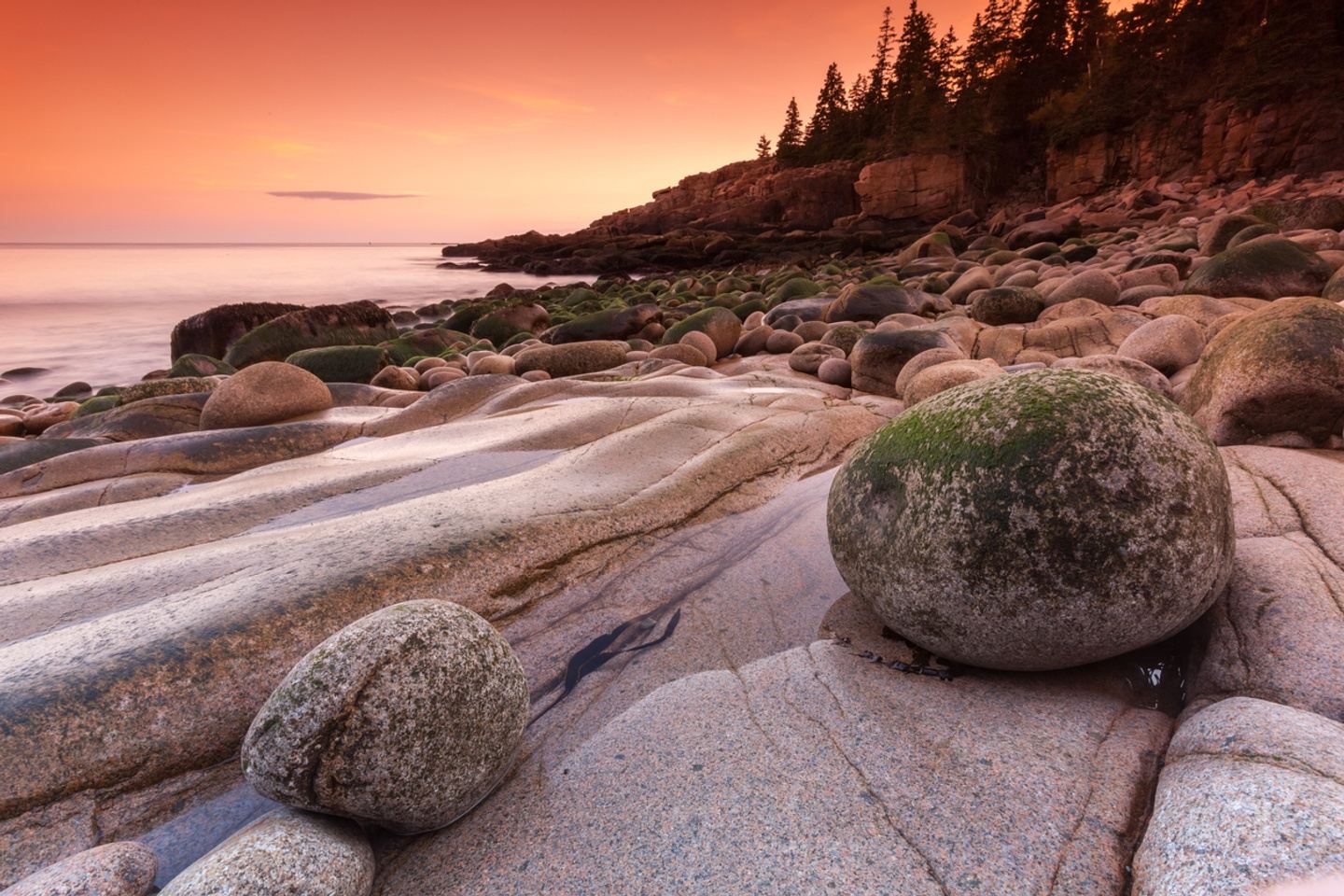 Maine 2024: Acadia Birding Festival + Boreal Species Hotspots