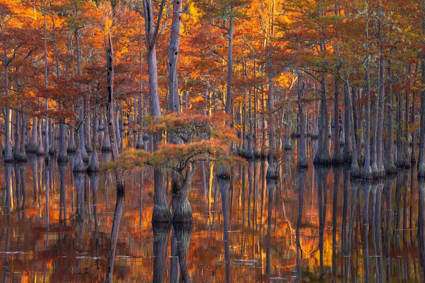 Caddo Lake Cypress Workshop, Nov. 9-11, 2024