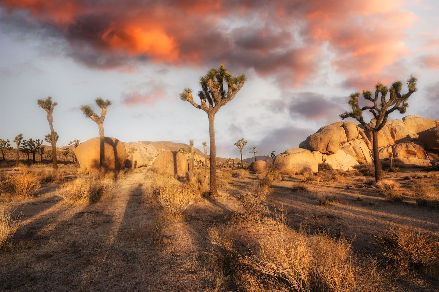 Into Joshua Tree We Go 2025