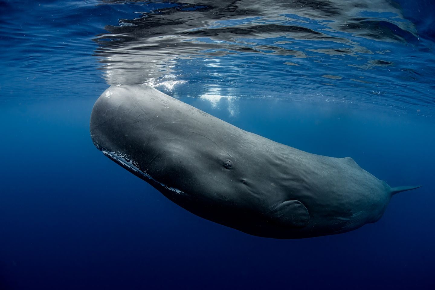 Swim with Sperm Whales in Dominica