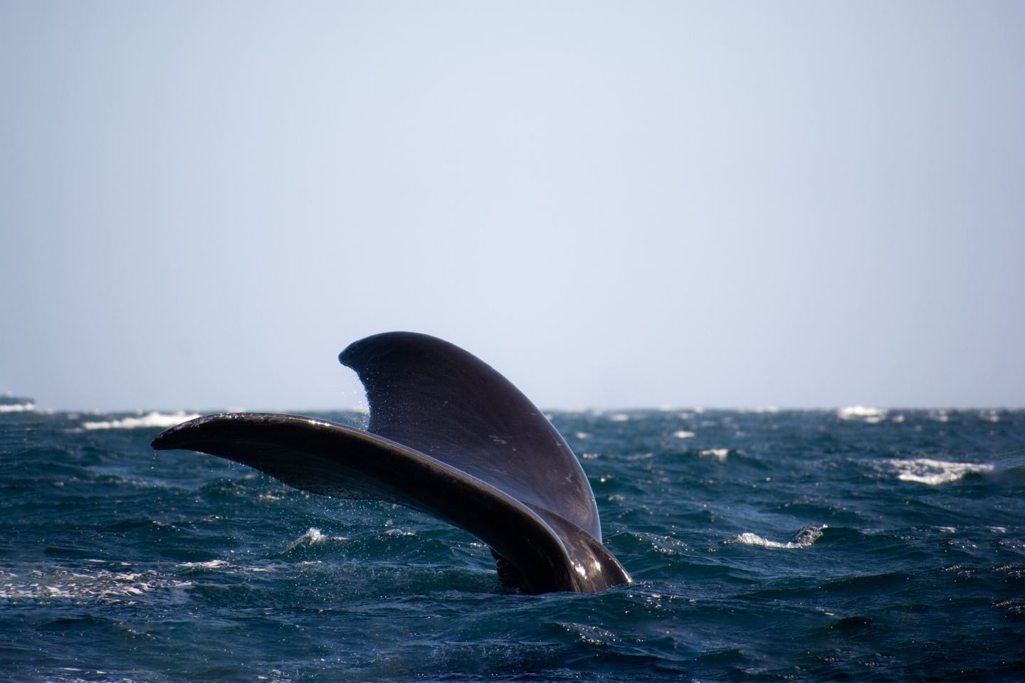 Excursion avistaje de ballenas submarino! Puerto Madryn