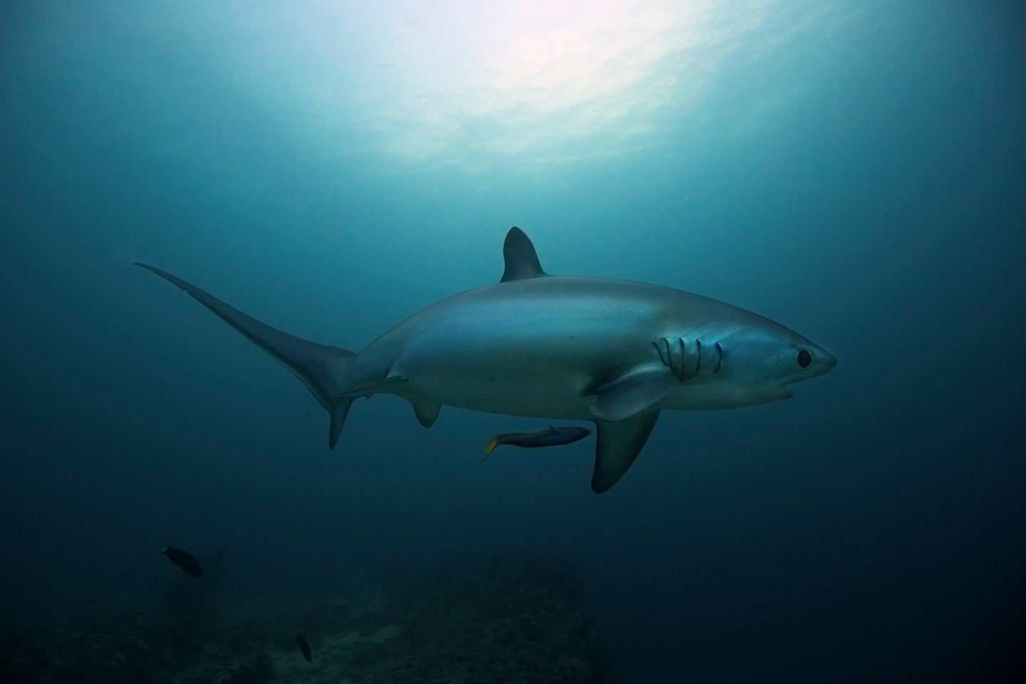 Thresher Shark Expedition LADIES GROUP