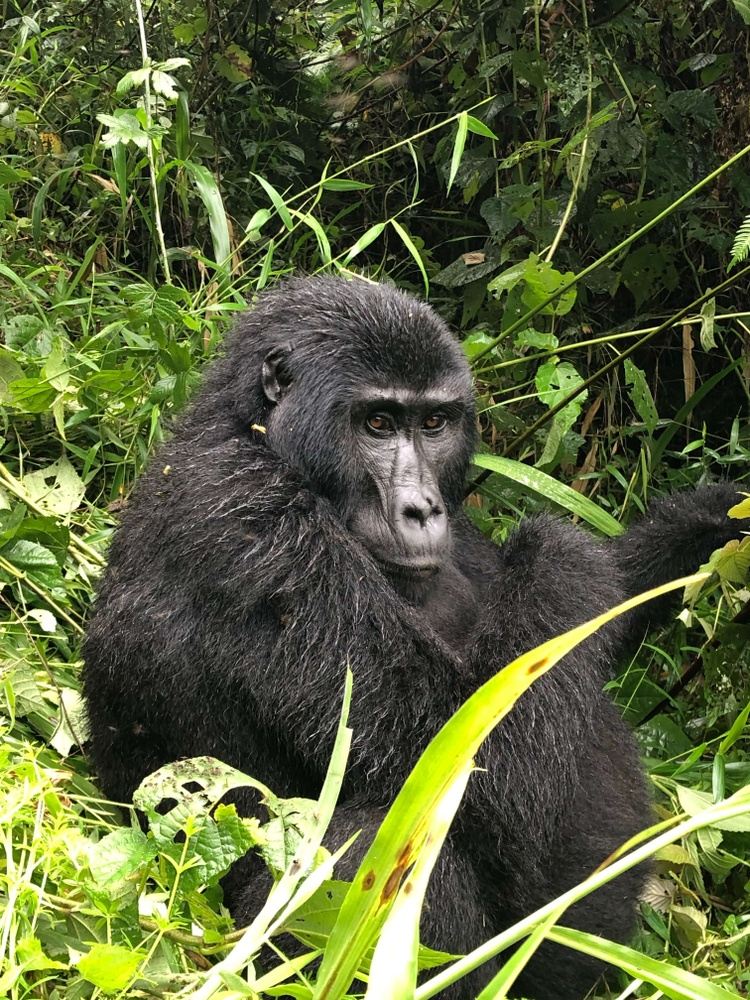 9 Day Gorilla & Chimp Trekking Yoga Retreat 2022/23