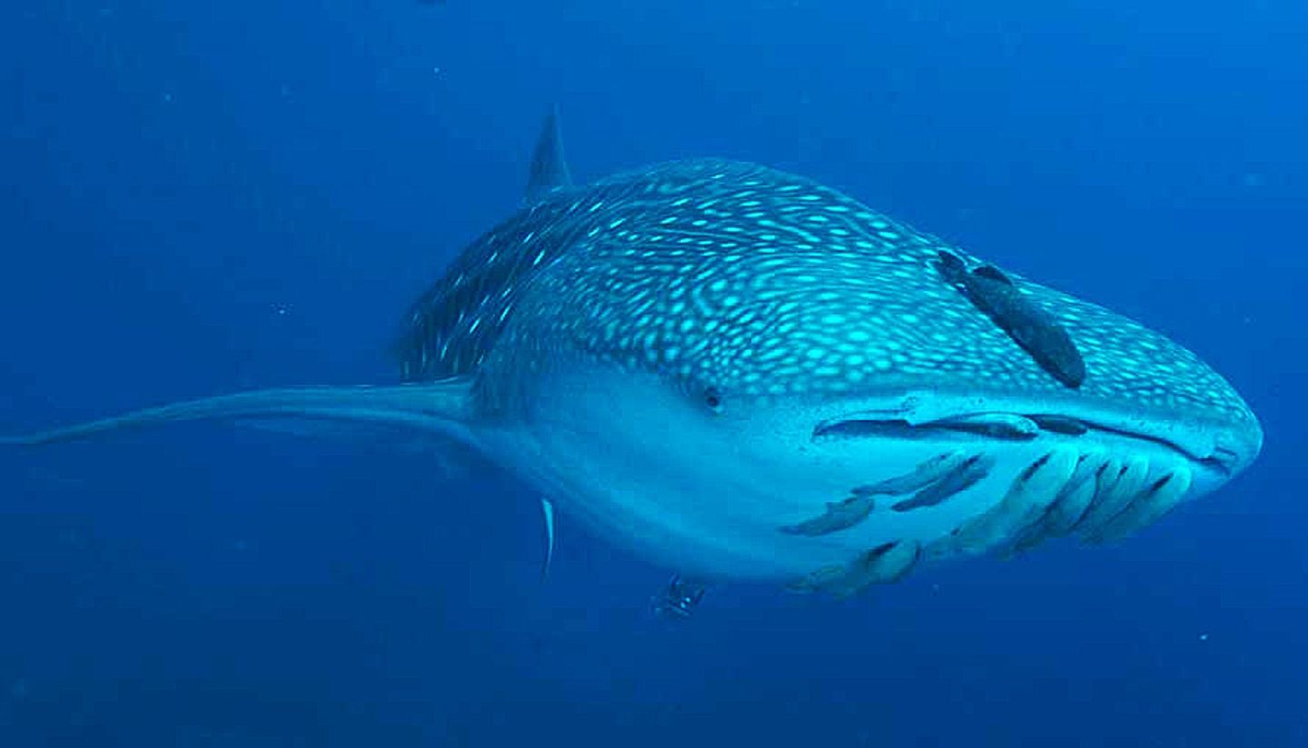 THE ULTIMATE SHARK EXPEDITION: Socorro Islands J 25