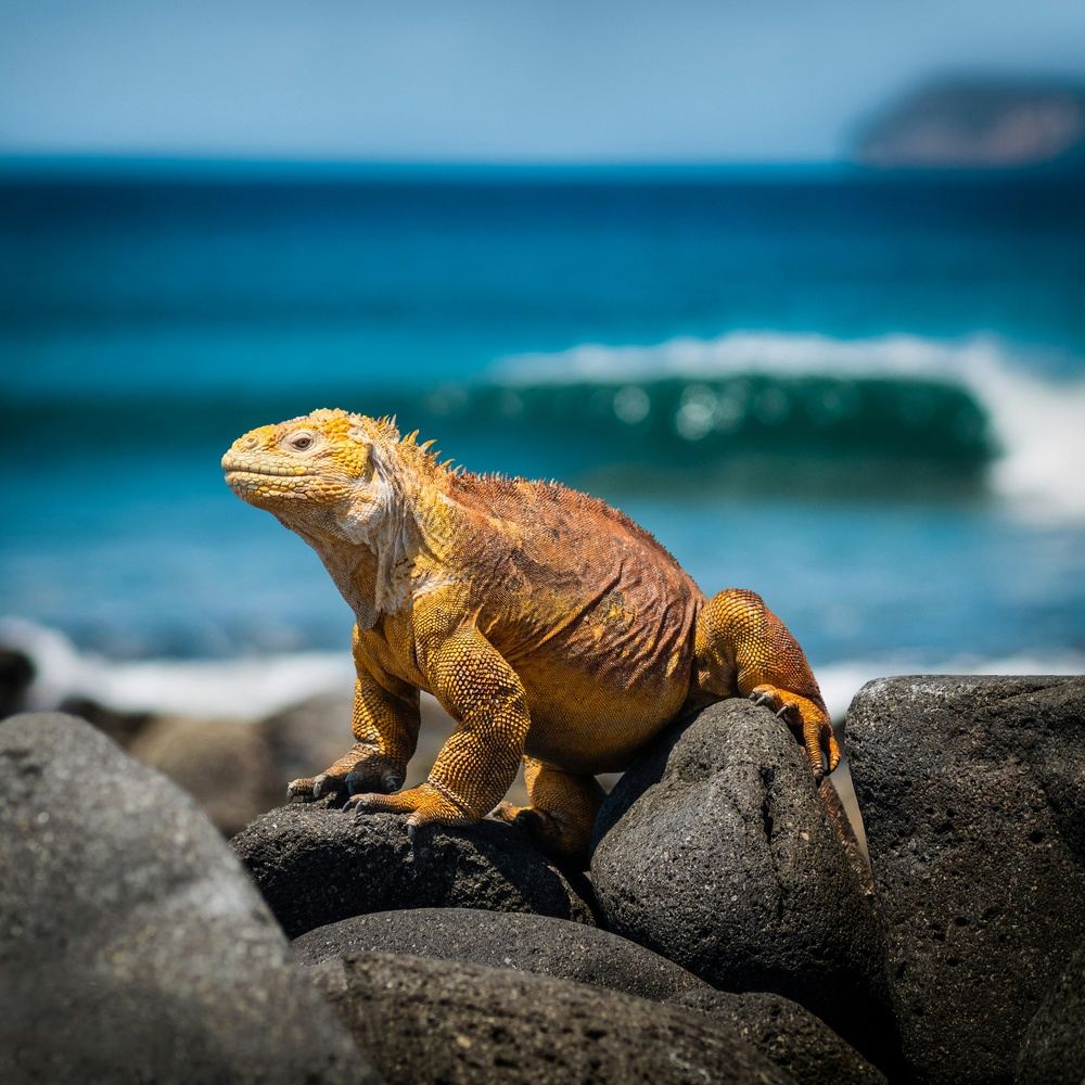 Rincones por descubrir en Galápagos (7D/6N)