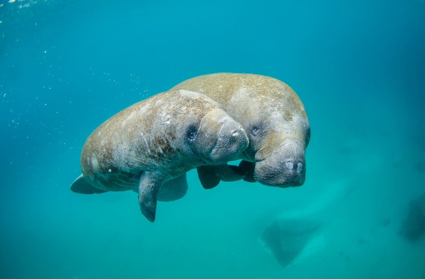 Crystal River Manatee Retreat