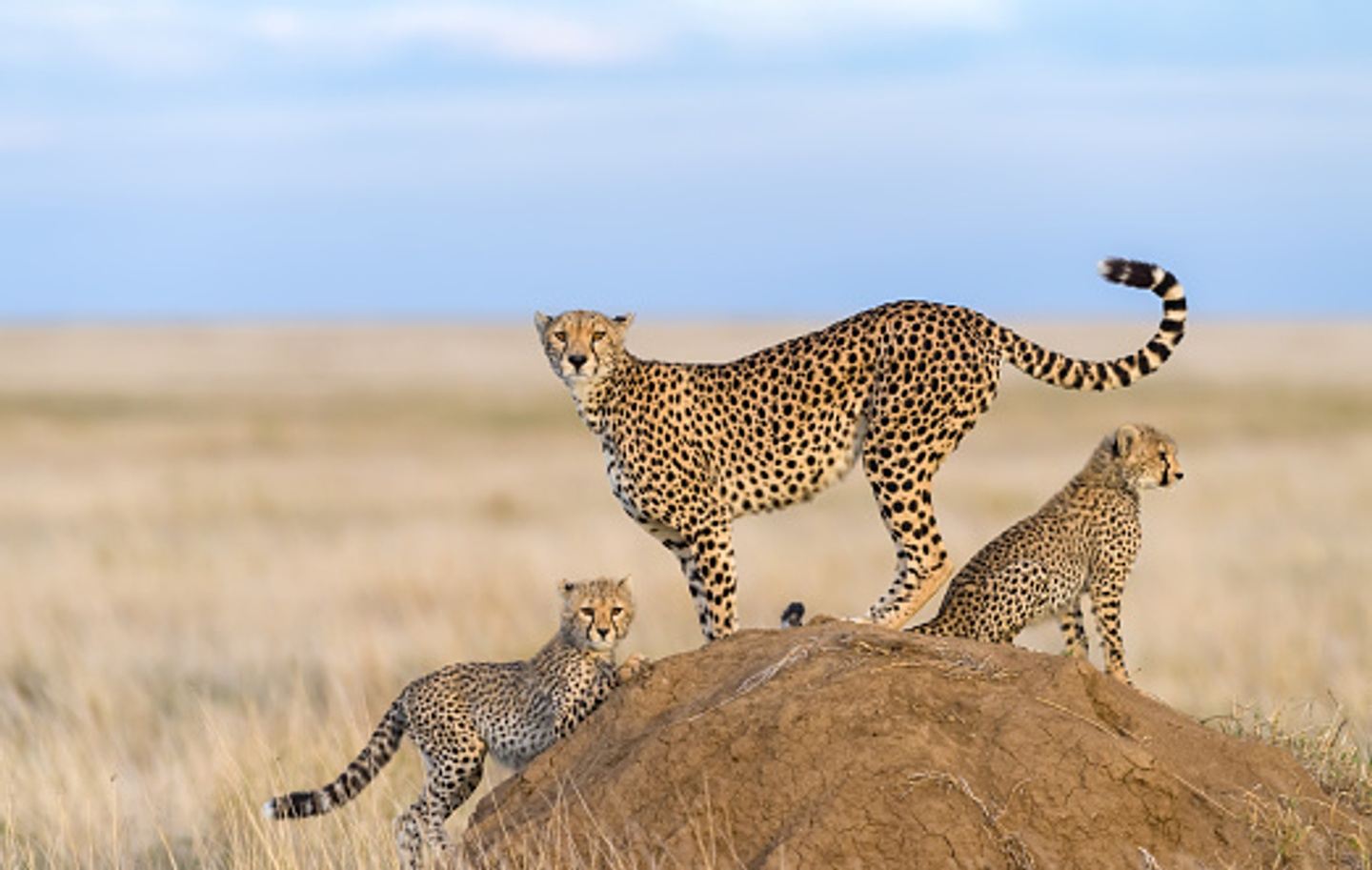 Affordable Kenya safari packages 1 day Tanzania tour cost