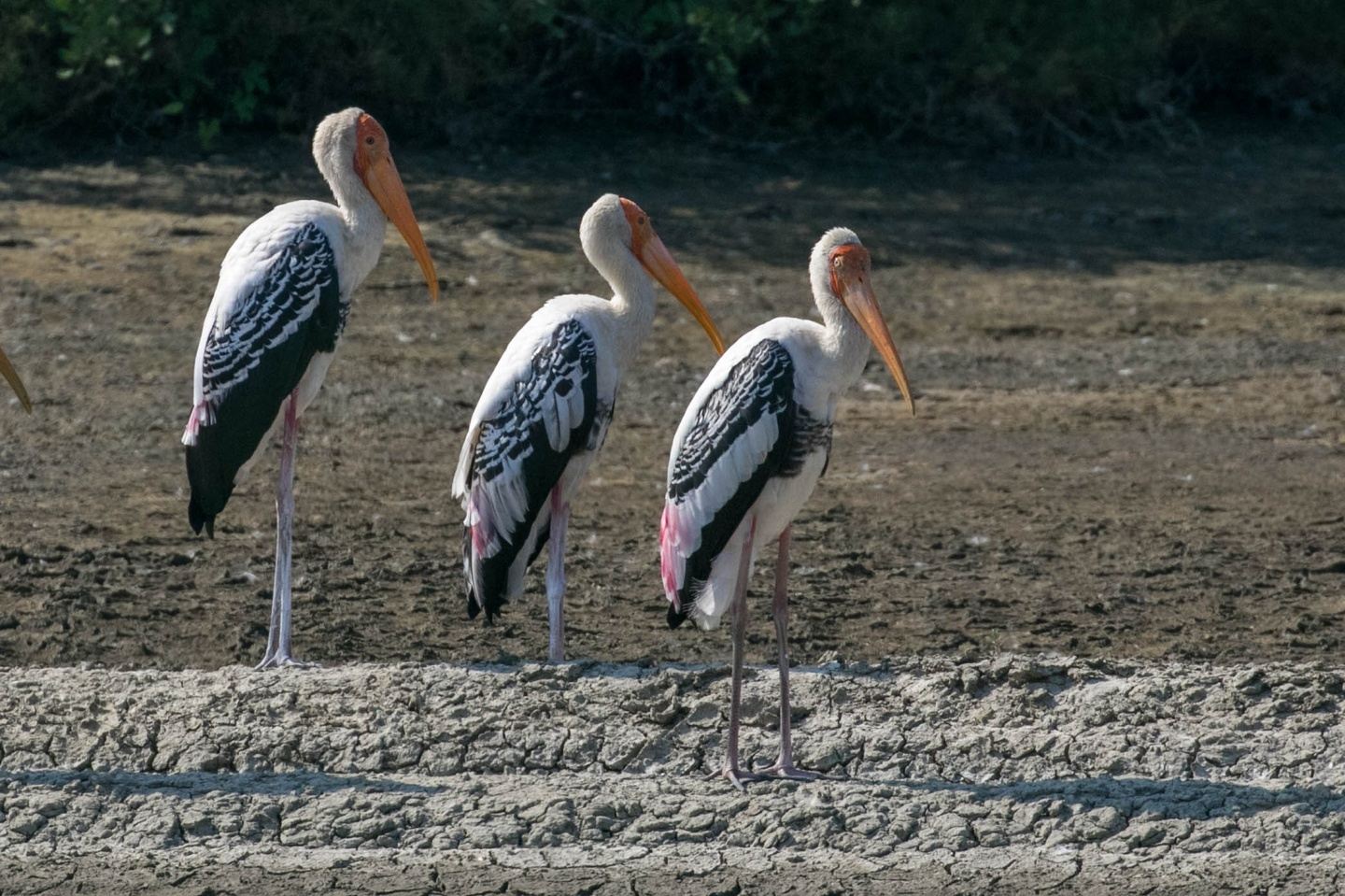 Birding Thailand 2024 with Peter Burke