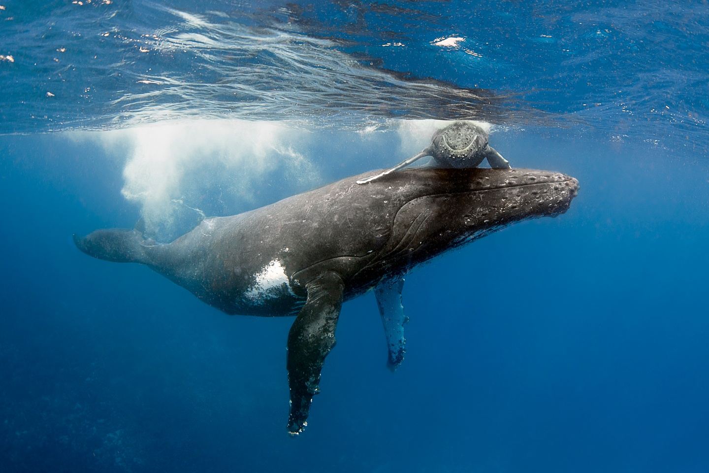 Tonga 2024 - Group M1 - 11 Nights/ 8 Swim Days -Mystic Sands