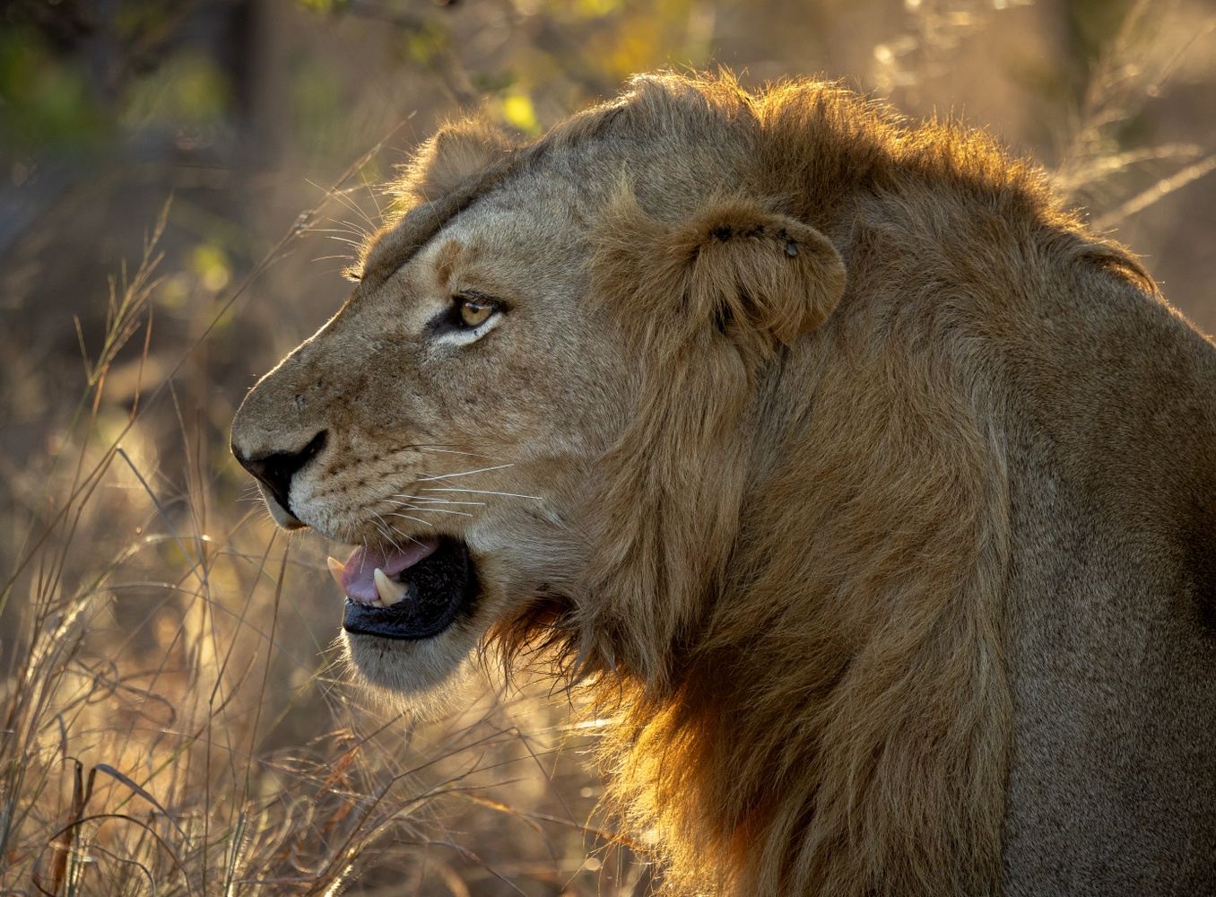 Sabi Sands Photographic Safari May 2025