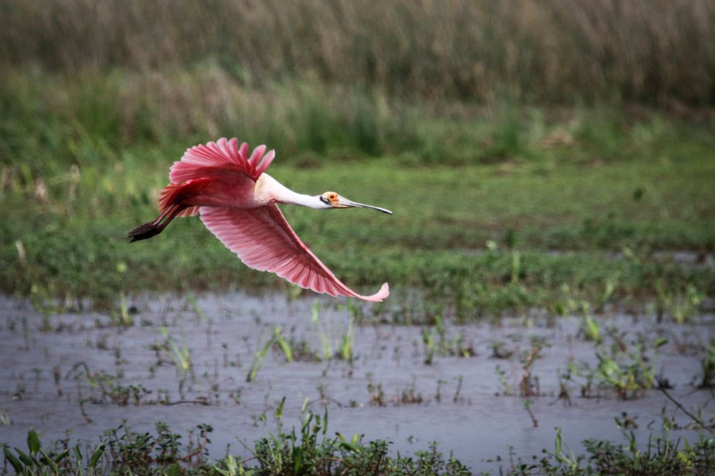 Discover Cameron Parish: A Birder's Paradise