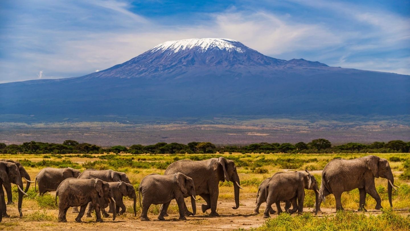 Peaks to Plains: Lemosho Route Kilimanjaro Trekking & Safari in Tanzania