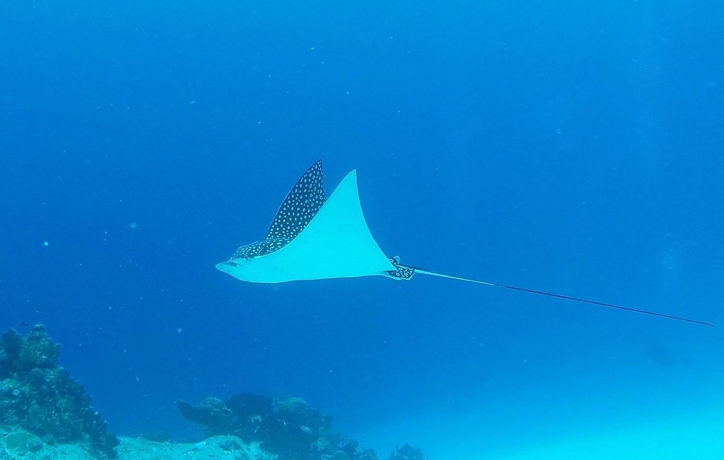 A beautiful scuba expedition to Cozumel, Mexico with Rey Diving