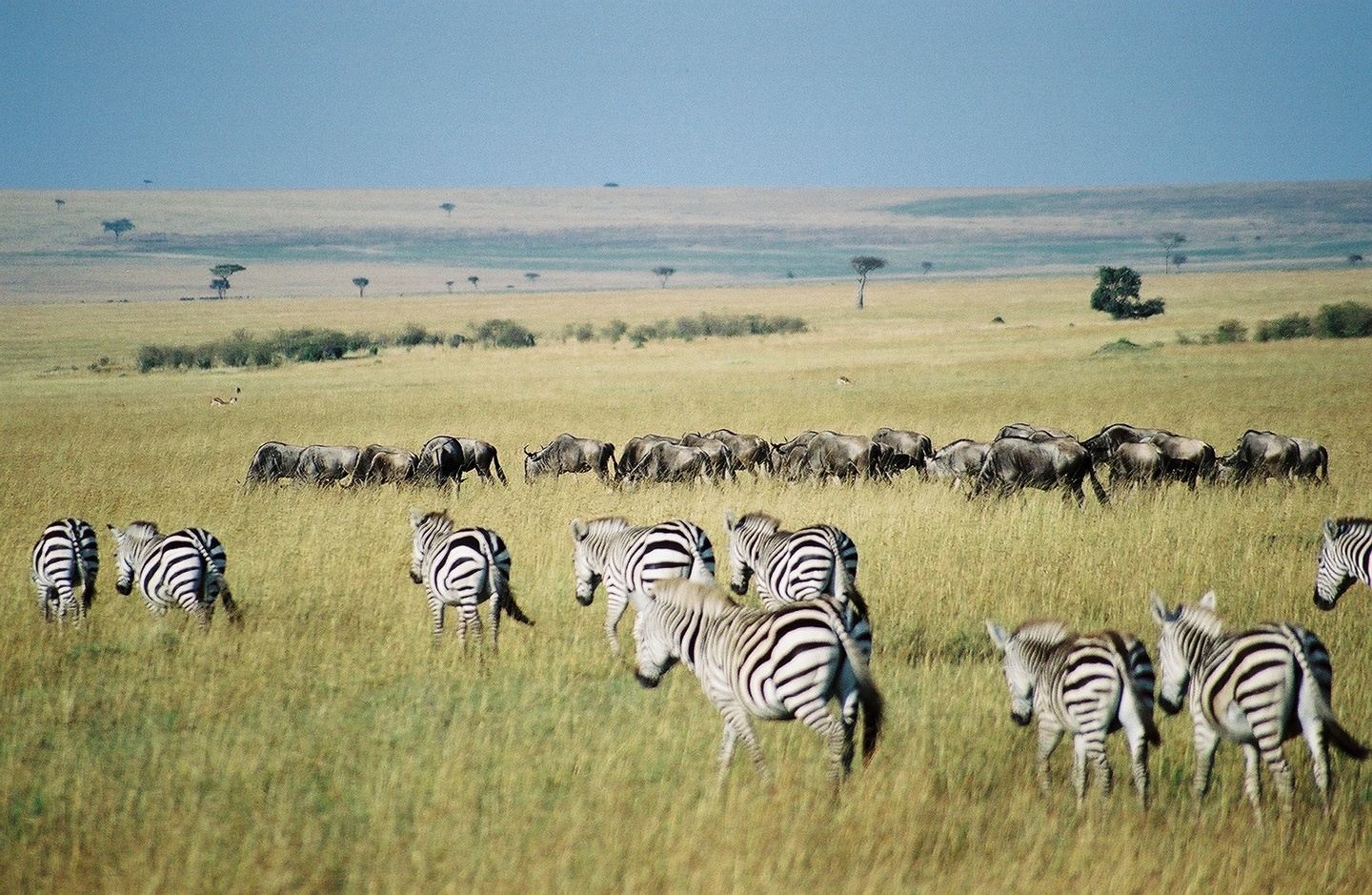 5 Days Masai Mara and Lake Nakuru Group Joining Safari