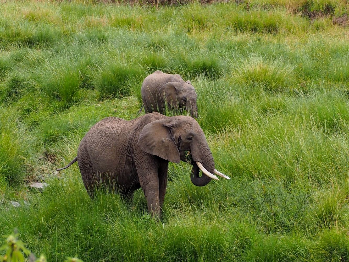 Tanzania Private Safari Tour In 4 Days In Tarangire Serengeti And 