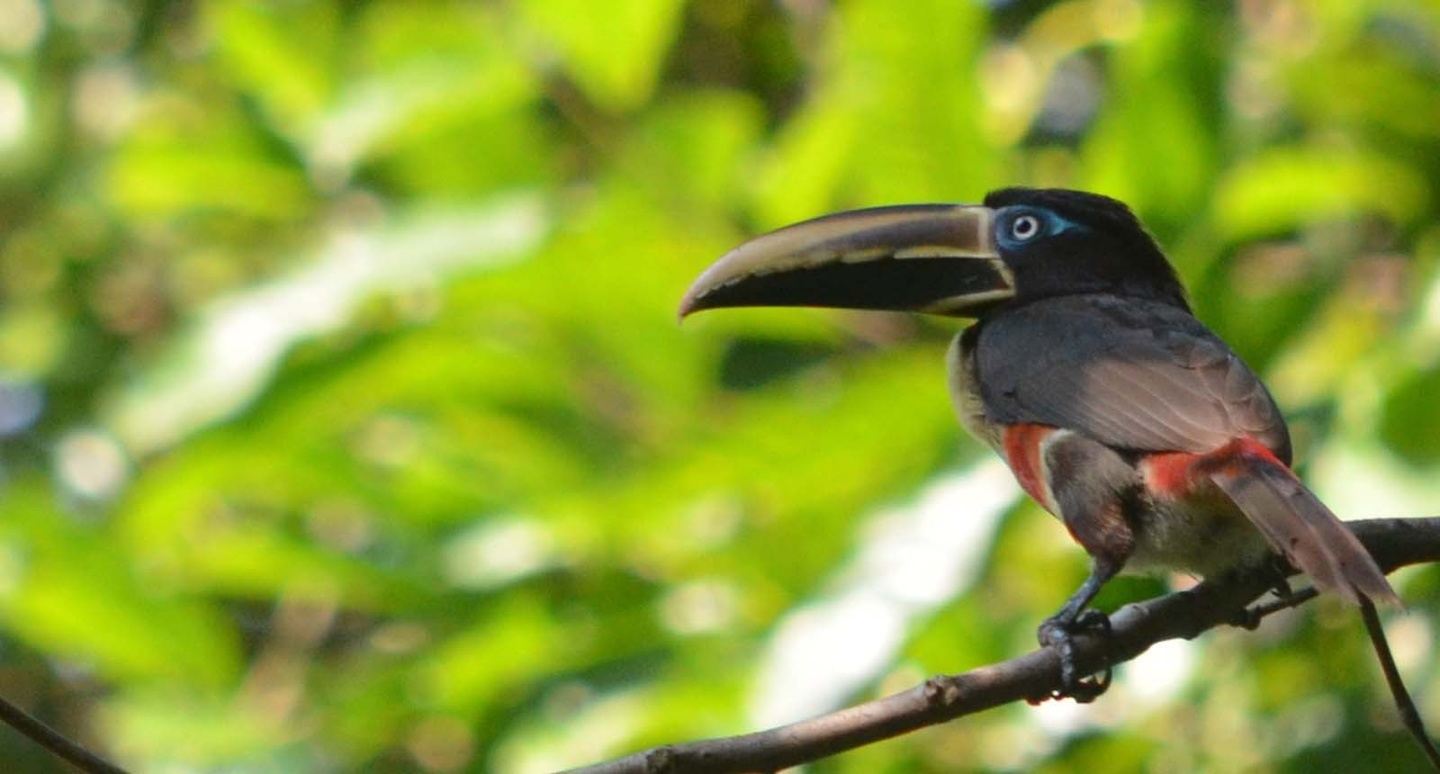 BirdWatching In The Amazon La Ceiba 3 (3 pax)