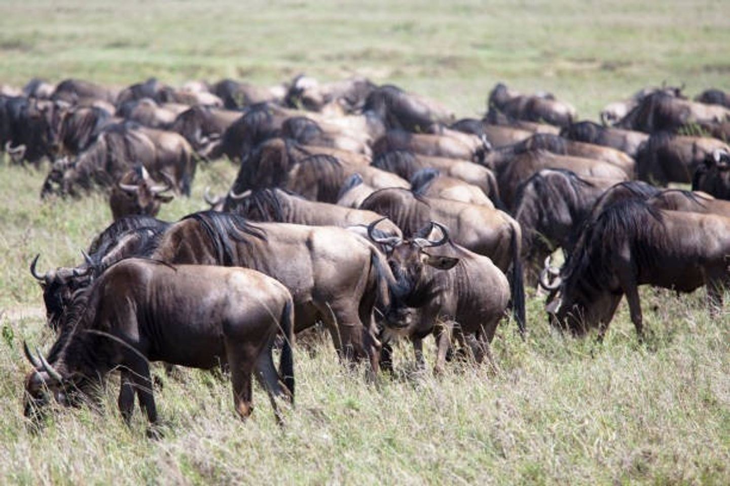 6 Days Serengeti migration Luxury Safari