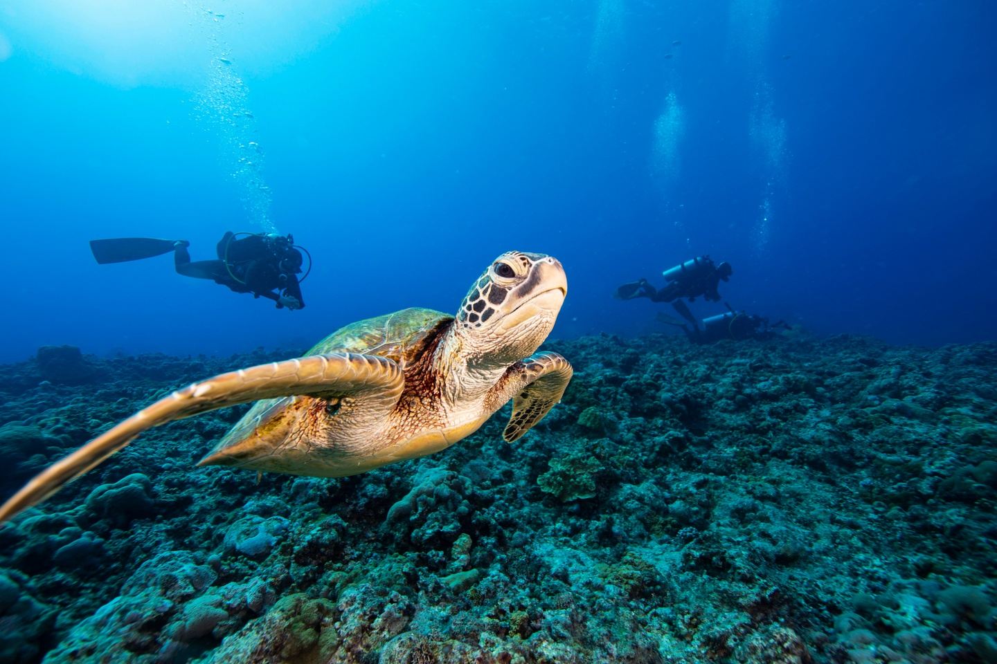 Red Sea | Become a Diver