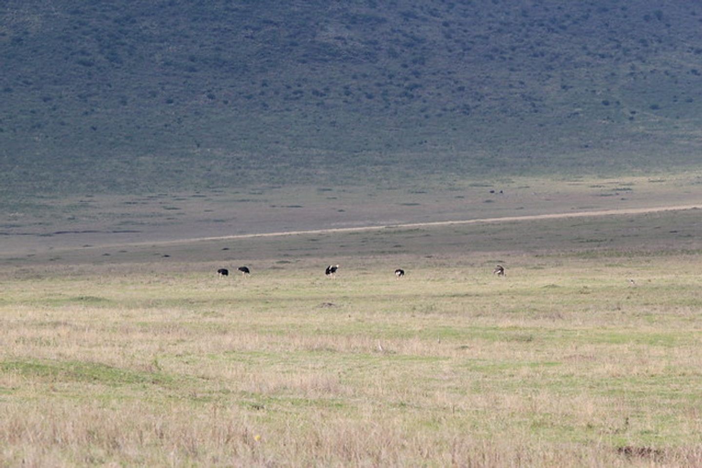 DAY TRIP NGORONGORO CRATER TOUR